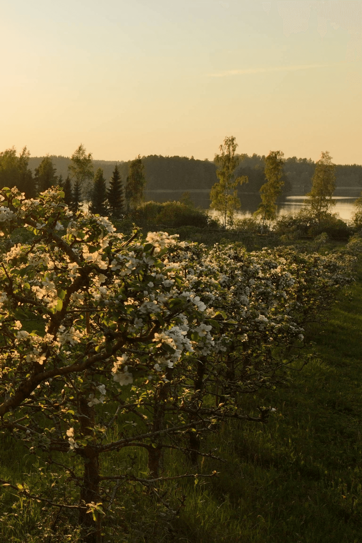 Omenapuiden vuokraajien vierailupäivät AppleBrosin tilalla